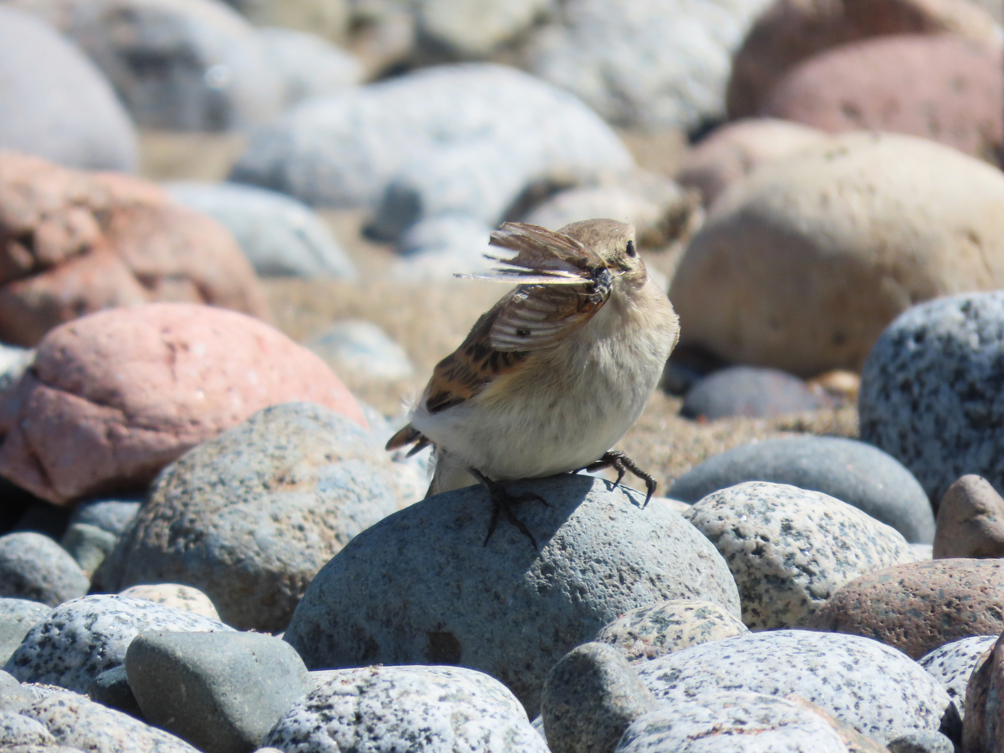 Spot-billed Ground Tyrant (Muscisaxicola maculirostris), photo 7