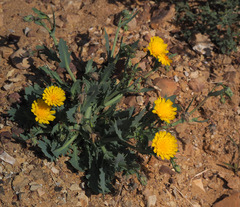 Launaea angustifolia