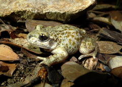 Betic Midwife Toad photo 4