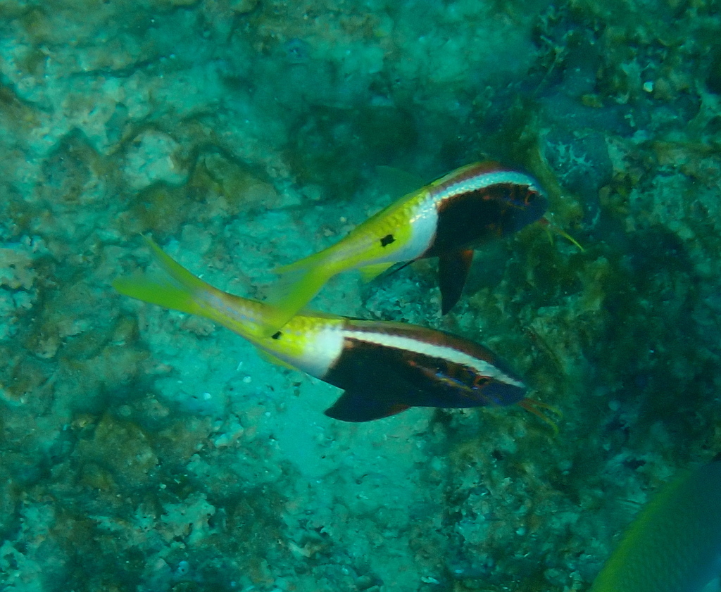 Bicolor goatfish