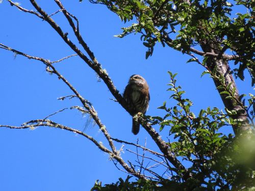 Austral Pygmy Owl (Glaucidium nana), photo 8