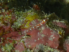 Comet Dwarfgoby photo 3