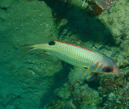 Blackblotch squirrelfish (Sargocentron melanospilos) — Holocentridae