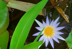 Nymphaea elegans