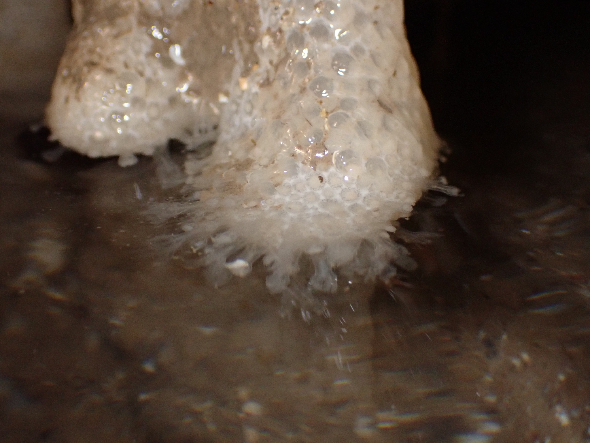 Alcyonium digitatum Linnaeus, 1758