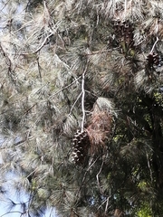 Pinus maximartinezii