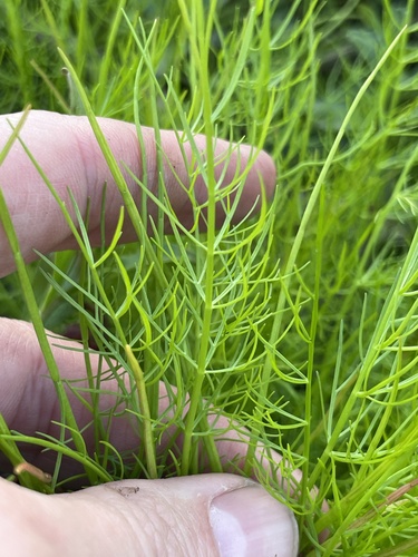herbwilliam (Ptilimnium capillaceum)