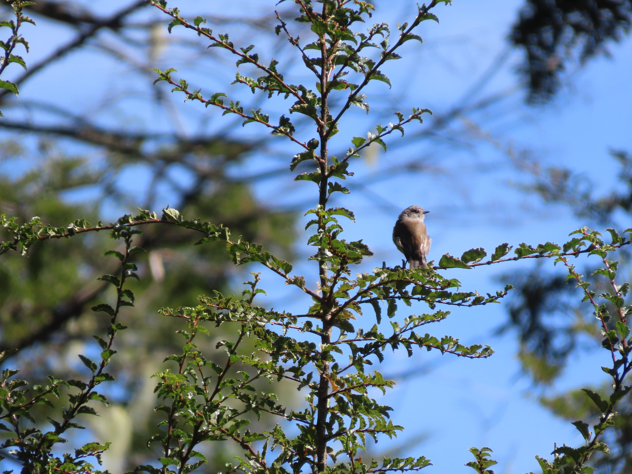Patagonian Tyrant (Colorhamphus parvirostris), photo 1