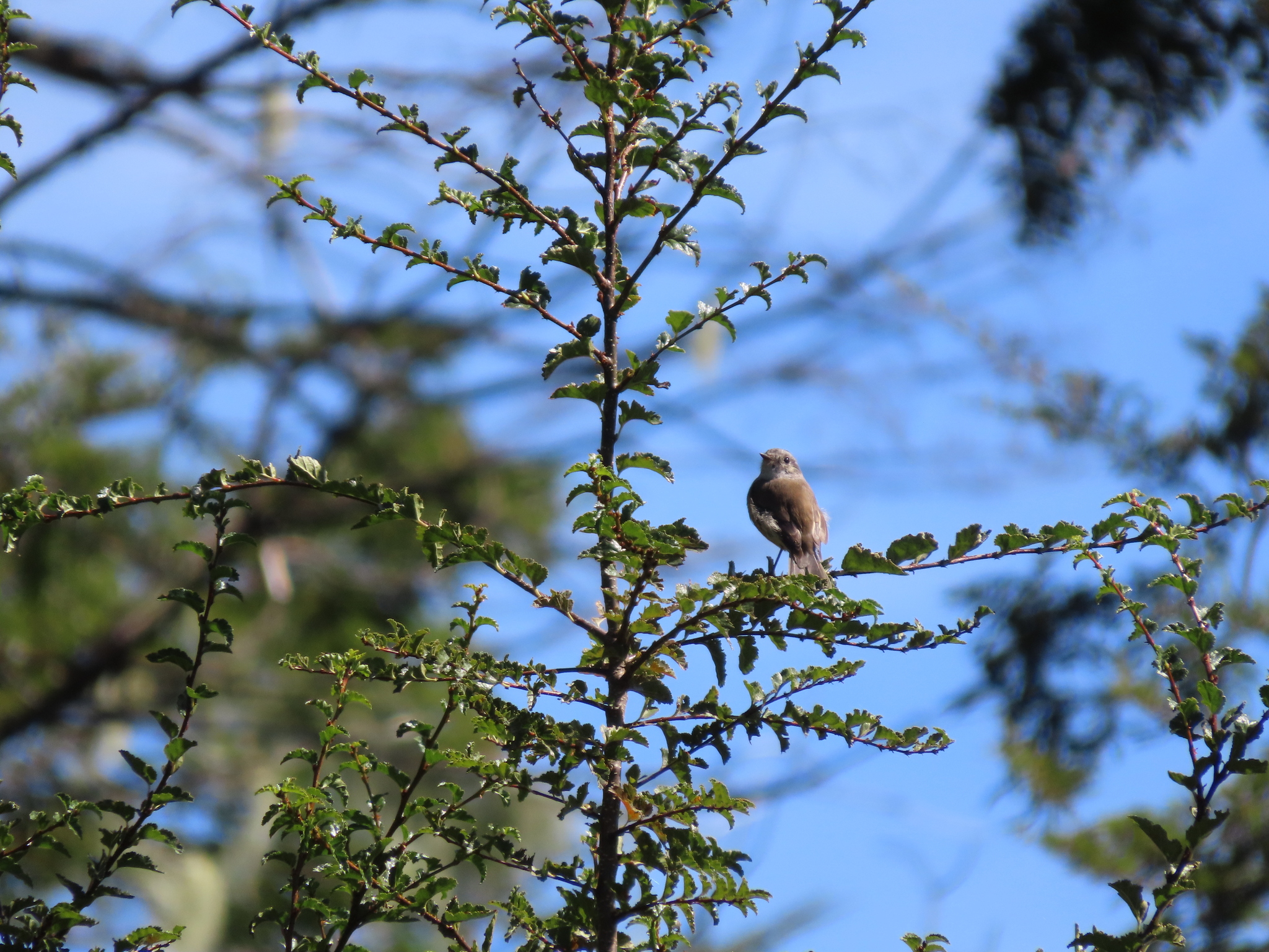 Patagonian Tyrant (Colorhamphus parvirostris), photo 2