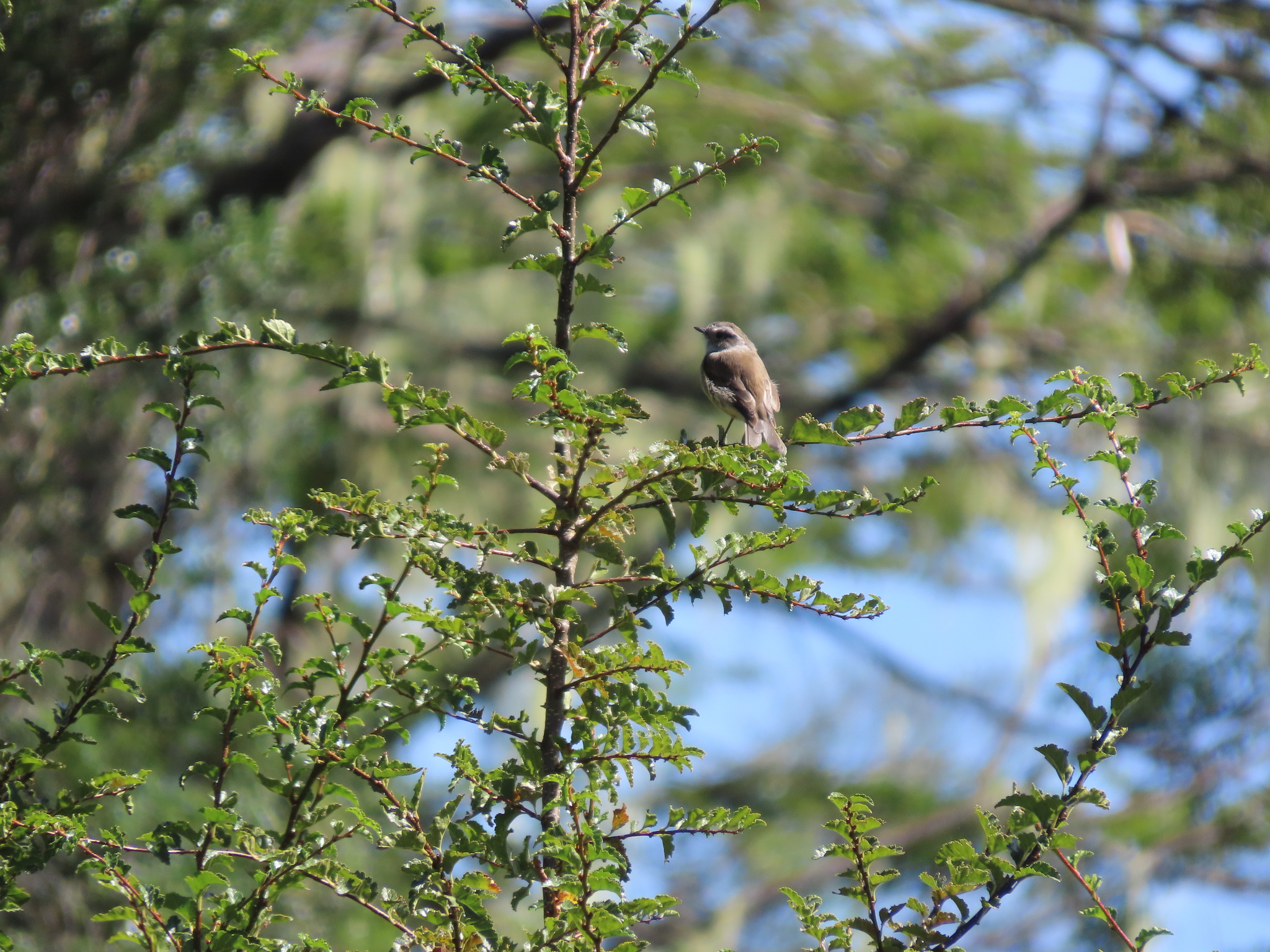 Patagonian Tyrant (Colorhamphus parvirostris), photo 5