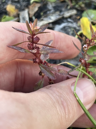 Toothcup (Rotala ramosior)