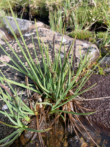 Carex gaudichaudiana observed 2026-02-14