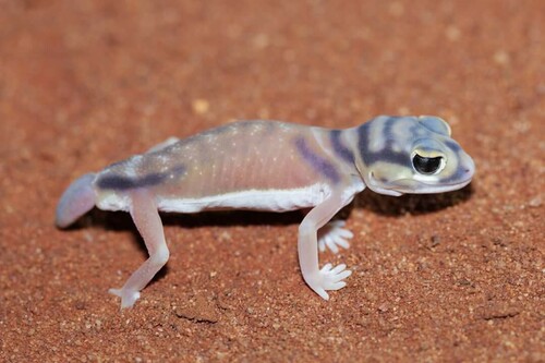 Smooth Knob-tail, Nephrurus laevissimus