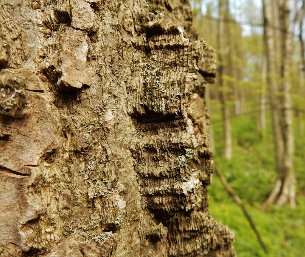 Hackberry Wisconsin common hackberry from Neillsville, WI 54456, USA on May 8, 2017 at 04: ...