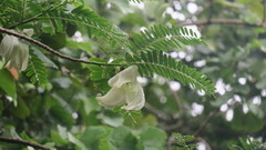 Sesbania grandiflora