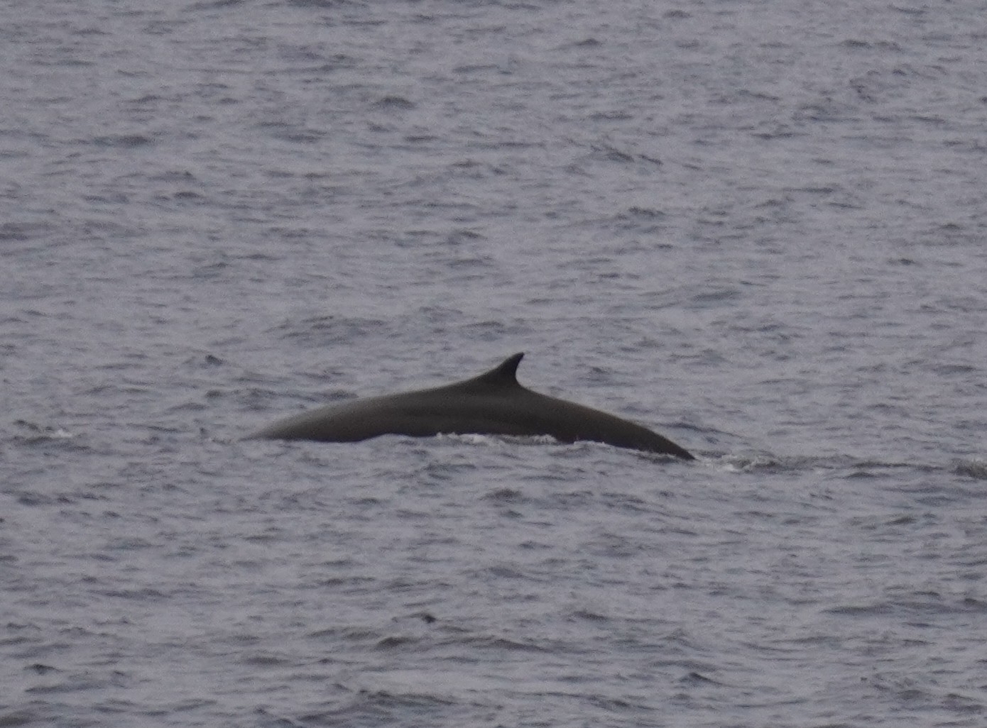 Balaenoptera physalus