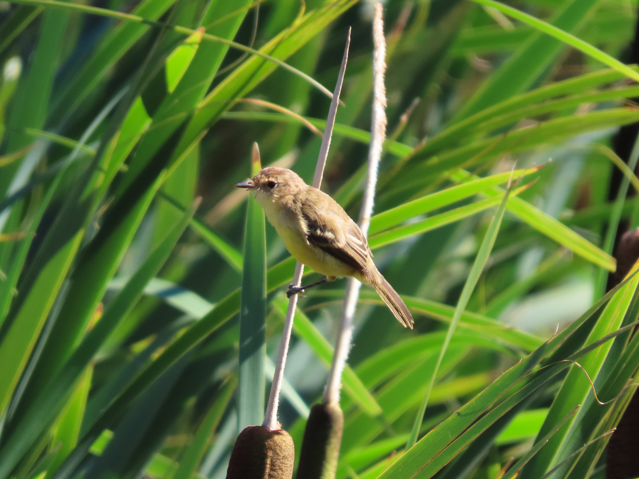 Ticking Doradito (Pseudocolopteryx citreola), photo 3