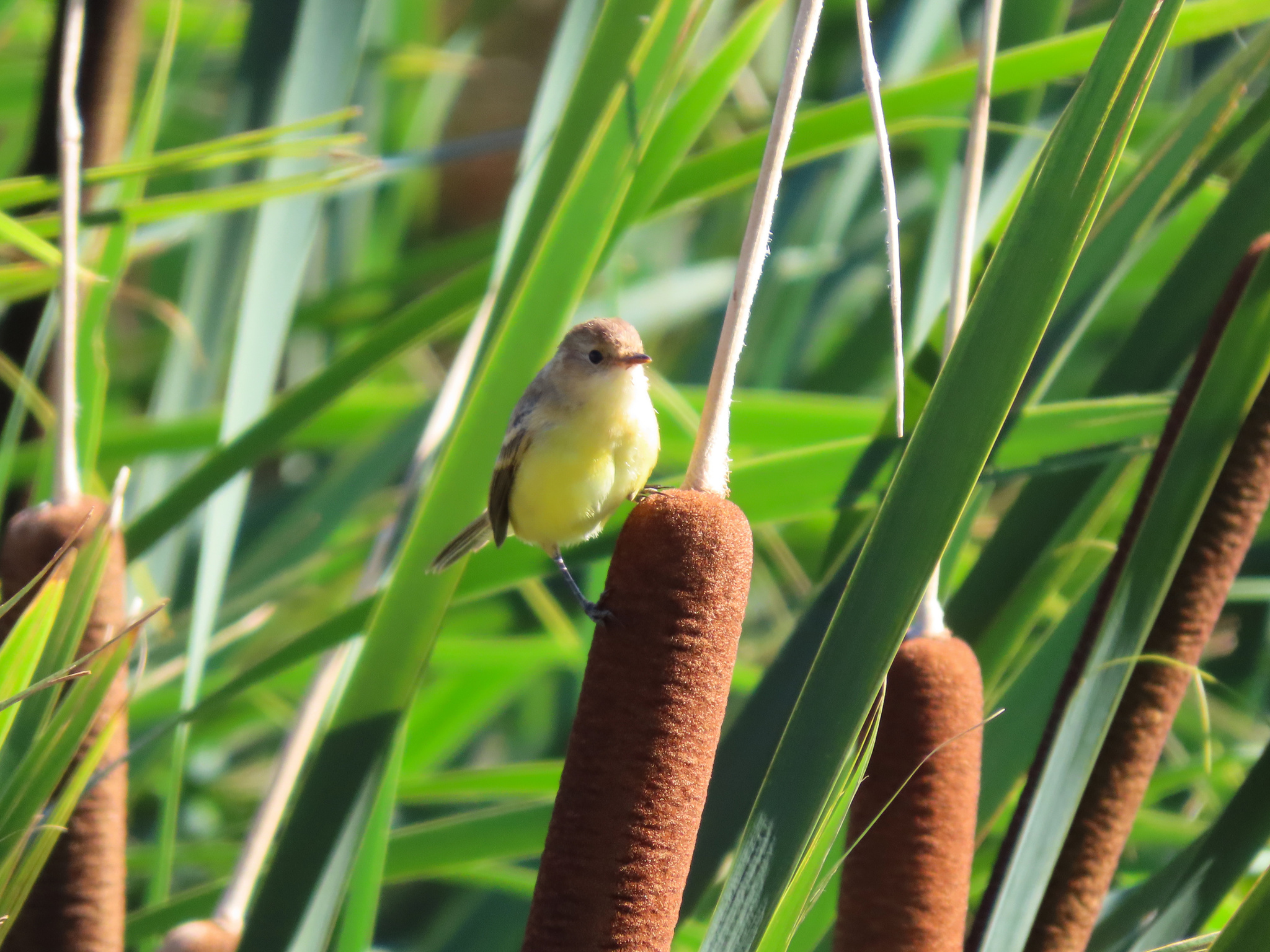 Ticking Doradito (Pseudocolopteryx citreola), photo 2