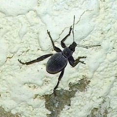 Systates omanicus