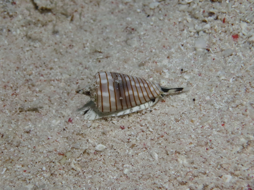 Imbricaria conularis observed 2014-11-17