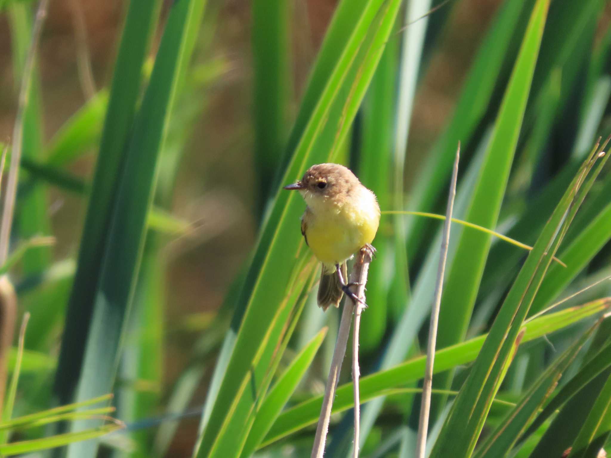 Ticking Doradito (Pseudocolopteryx citreola), photo 6