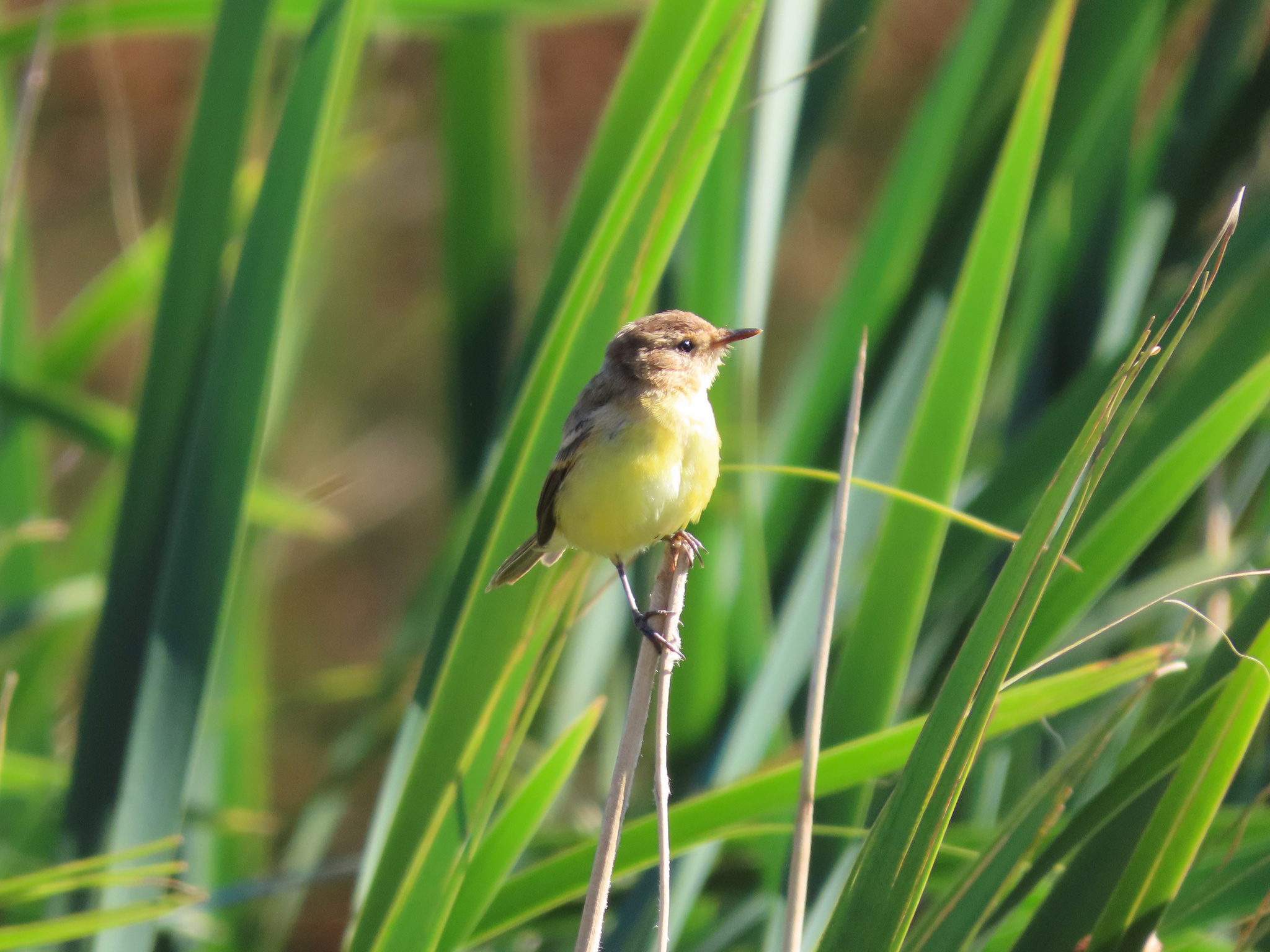 Ticking Doradito (Pseudocolopteryx citreola), photo 7