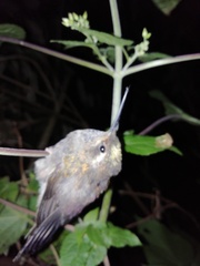 Lampornis amethystinus