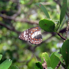 Danaus affinis affinis