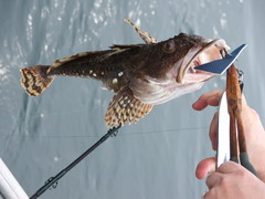 Belligerent Sculpin photo 2