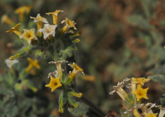 Heliotropium arbainense