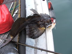 Hemilepidotus jordani