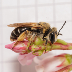 Wilke's Mining Bee