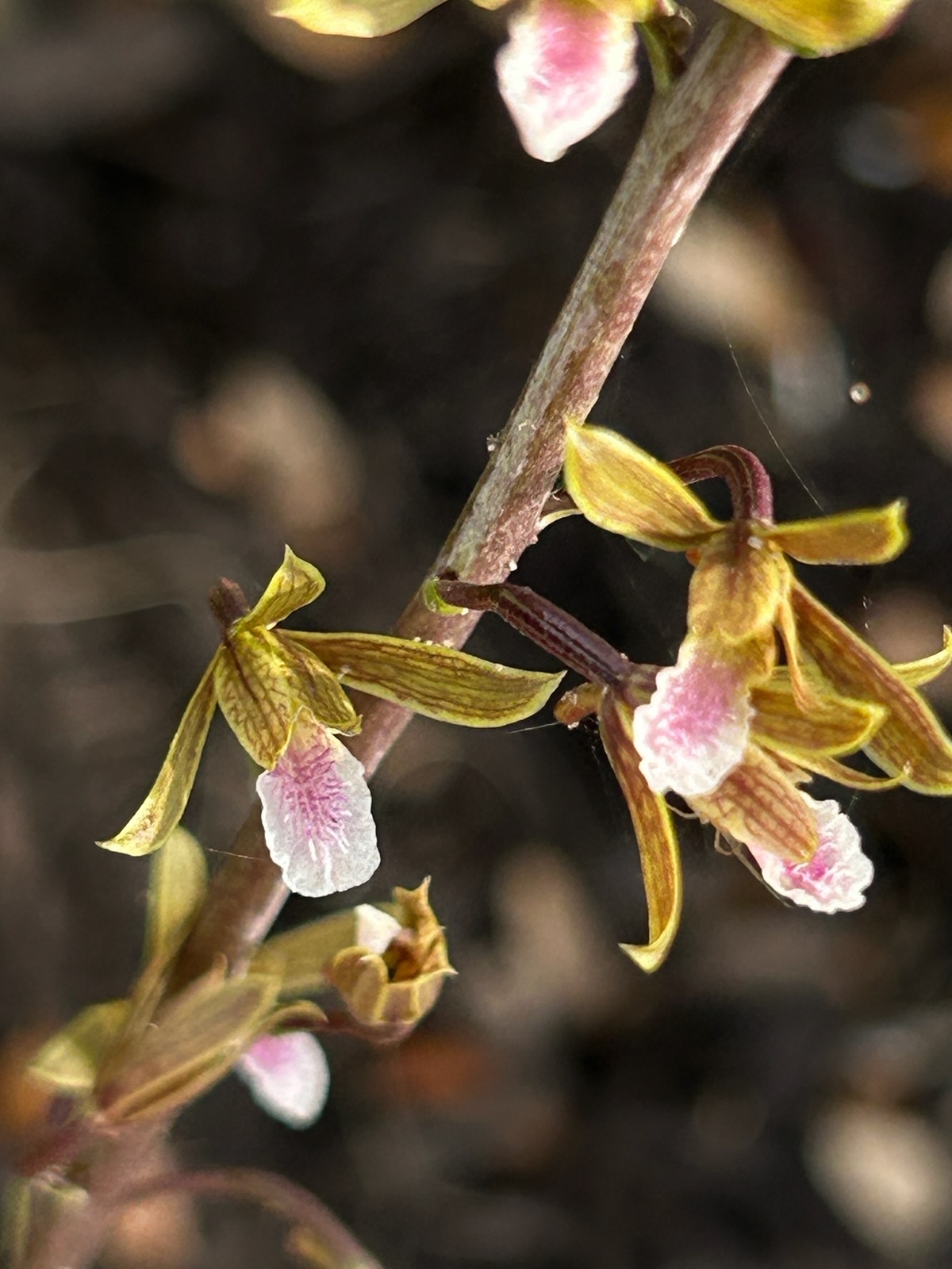 Imagem de Eulophia graminea
