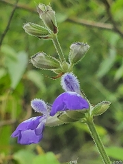 Salvia rypara