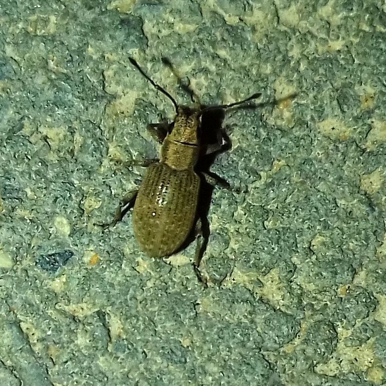 Myllocerus ochraceus