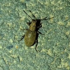 Myllocerus ochraceus