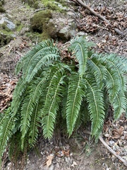 Polystichum imbricans curtum