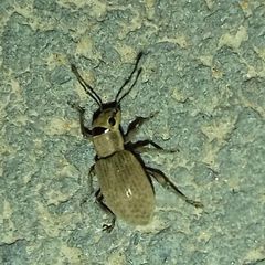 Myllocerus ochraceus