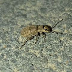 Myllocerus ochraceus