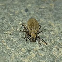 Myllocerus ochraceus