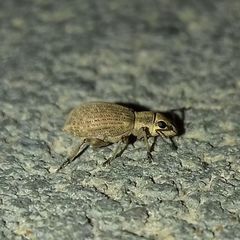Myllocerus ochraceus