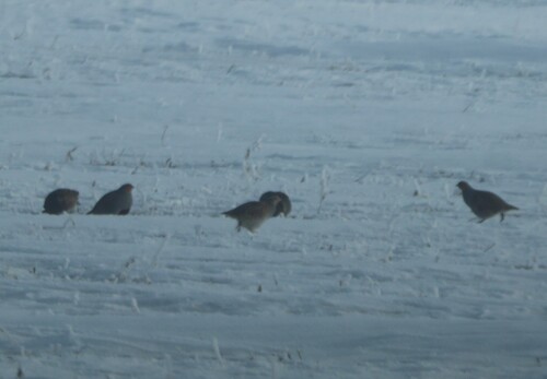 Gray Partridge