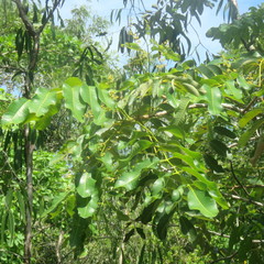 Canarium australianum