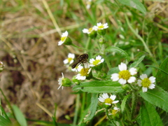Platycheirus albimanus