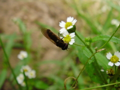 Platycheirus albimanus