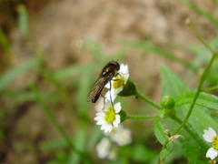 Platycheirus albimanus