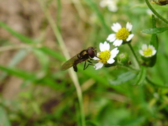 Platycheirus albimanus