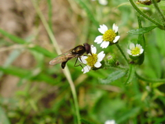 Platycheirus albimanus