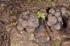 Kretzschmaria macrosperma