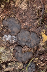 Kretzschmaria macrosperma